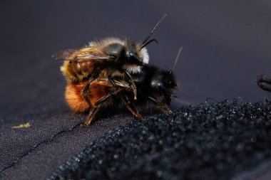 İki arı, tüylü vücutlarının ve hassas kanatlarının detaylarını gösteren samimi bir yakın çekim anında yakalanır. Makro çekim bu küçük polen taşıyıcıların güzelliğini ve karmaşıklığını vurgular..
