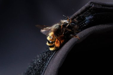 İki arı, tüylü vücutlarının ve hassas kanatlarının detaylarını gösteren samimi bir yakın çekim anında yakalanır. Makro çekim bu küçük polen taşıyıcıların güzelliğini ve karmaşıklığını vurgular..