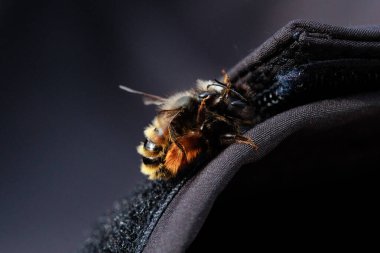 İki arı, tüylü vücutlarının ve hassas kanatlarının detaylarını gösteren samimi bir yakın çekim anında yakalanır. Makro çekim bu küçük polen taşıyıcıların güzelliğini ve karmaşıklığını vurgular..