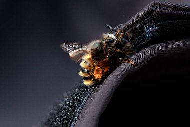 İki arı, tüylü vücutlarının ve hassas kanatlarının detaylarını gösteren samimi bir yakın çekim anında yakalanır. Makro çekim bu küçük polen taşıyıcıların güzelliğini ve karmaşıklığını vurgular..