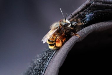 İki arı, tüylü vücutlarının ve hassas kanatlarının detaylarını gösteren samimi bir yakın çekim anında yakalanır. Makro çekim bu küçük polen taşıyıcıların güzelliğini ve karmaşıklığını vurgular..