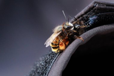 İki arı, tüylü vücutlarının ve hassas kanatlarının detaylarını gösteren samimi bir yakın çekim anında yakalanır. Makro çekim bu küçük polen taşıyıcıların güzelliğini ve karmaşıklığını vurgular..