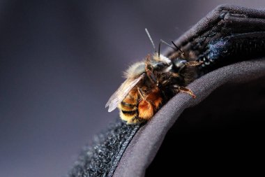 İki arı, tüylü vücutlarının ve hassas kanatlarının detaylarını gösteren samimi bir yakın çekim anında yakalanır. Makro çekim bu küçük polen taşıyıcıların güzelliğini ve karmaşıklığını vurgular..
