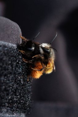 İki arı, tüylü vücutlarının ve hassas kanatlarının detaylarını gösteren samimi bir yakın çekim anında yakalanır. Makro çekim bu küçük polen taşıyıcıların güzelliğini ve karmaşıklığını vurgular..