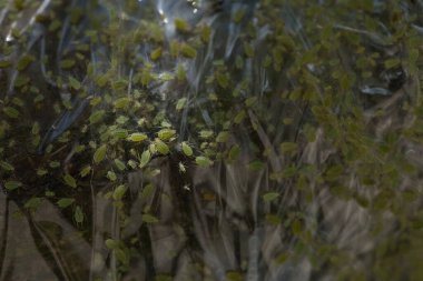 Ağaç gövdesindeki küçük yeşil sivrisinekler ya da ağaç haşereleri