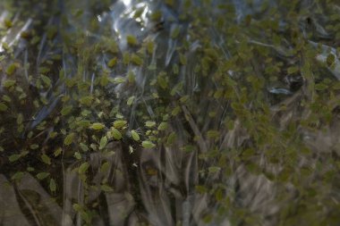 Ağaç gövdesindeki küçük yeşil sivrisinekler ya da ağaç haşereleri