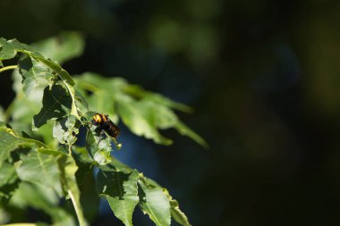 Tehlikeli bir eşek arısı yazın yeşil bir ağaca yuva yapmış.