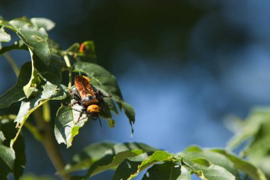 Tehlikeli bir eşek arısı yazın yeşil bir ağaca yuva yapmış.