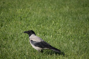 Gri siyah karga parlak yeşil çimlerde oturur ve yiyecek arar.