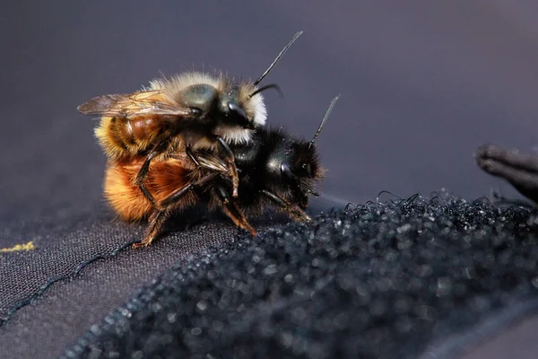 İki arı, tüylü vücutlarının ve hassas kanatlarının detaylarını gösteren samimi bir yakın çekim anında yakalanır. Makro çekim bu küçük polen taşıyıcıların güzelliğini ve karmaşıklığını vurgular..