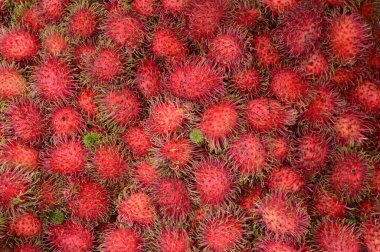 Arkaplan veya duvar kağıdı için pazar kullanımında olgun rambutan yerel Tayland meyveleri yığını.