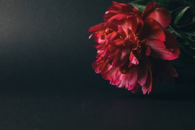 Siyah arka planda güzel koyu kırmızı şakayık