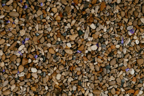 Little stones and purple petals as background — Stock Photo, Image