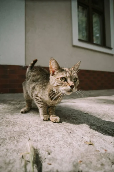 Roztomilý malý kocourek na ulici — Stock fotografie