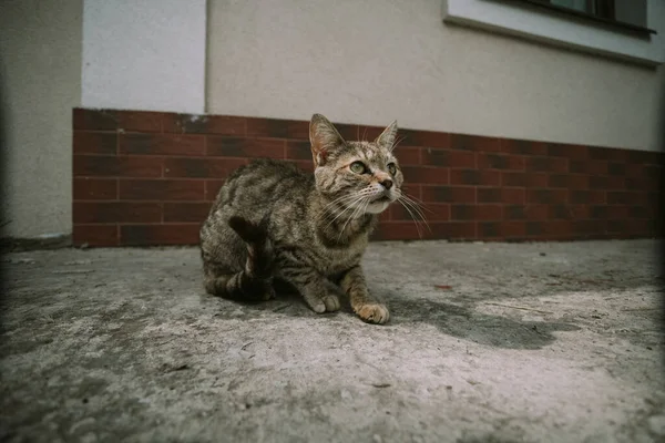 Schattig klein katje op straat — Stockfoto
