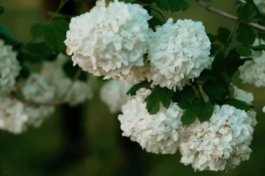 Ortancaların beyaz çiçekleri yeşil arka planda gün batımında