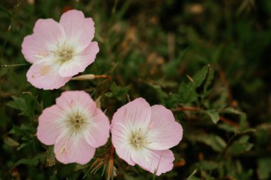 Pembe çuha çiçekleri yağmurdan sonra yeşil yapraklar