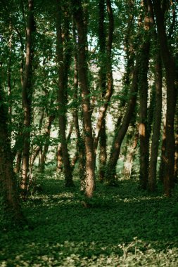 Ormanda bir gün Uzun yeşil ağaçlar