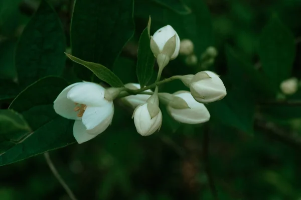 Jasmin macro fleurs blanches boutons et feuilles — Photo