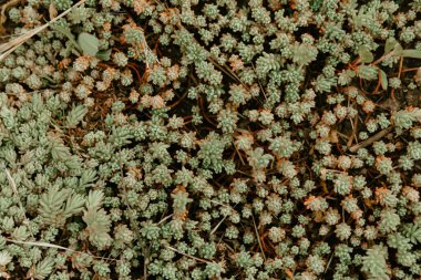 En üstte küçük sedum bitkisi örtüsü