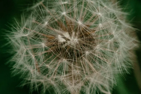 Vista superior de las semillas de flor de diente de león macro —  Fotos de Stock