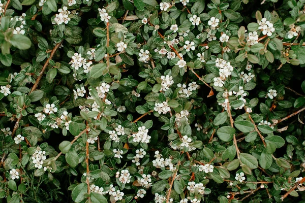 Pequenas flores brancas folhas verdes como um fundo — Fotografia de Stock