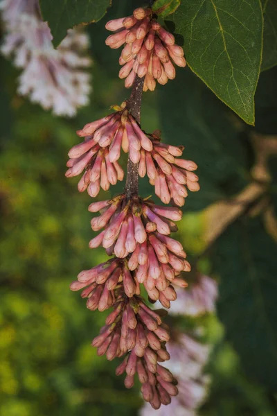 Lilas fleurs roses fermées au soleil — Photo