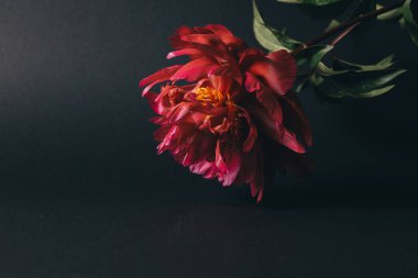 Siyah arka planda güzel koyu kırmızı şakayık