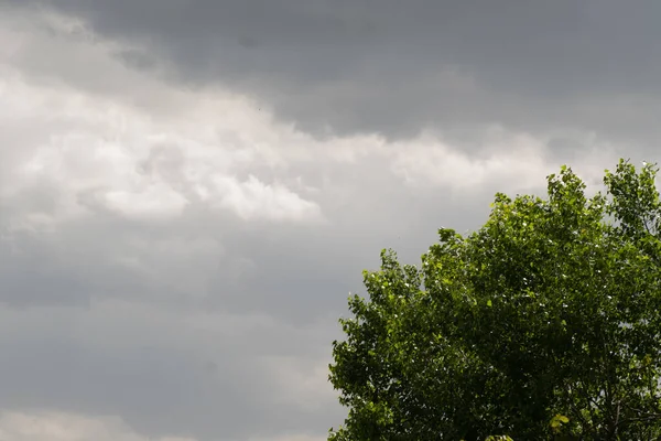 green tree and clouds on a cloudy day