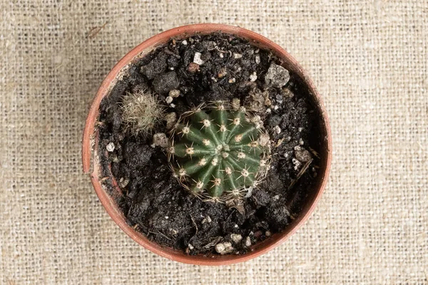Little cactus from above in potting soil — Stock Photo, Image