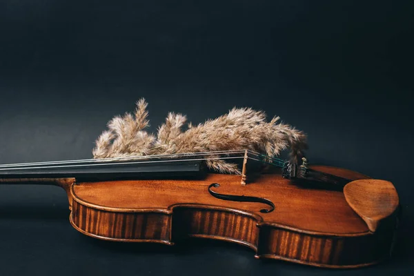 Bellissimo violino e pampas erba secca su sfondo nero — Foto Stock