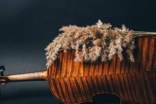 Zadní strana krásné housle a suché pampas trávy na černém pozadí — Stock fotografie