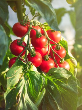 Serada yetişen olgun domates bitkisi. Organik sebze bahçesindeki bir dalda taze kırmızı domatesler. Reklam mesajınız için bulanık arkaplan ve kopyalama alanı.
