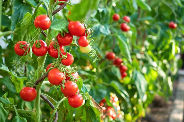 Planta Tomate Madura Creciendo Invernadero Manojo Fresco Los Tomates Rojos — Foto de Stock