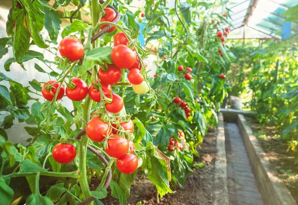 Reife Tomatenpflanze Wächst Gewächshaus Frischer Bund Roter Natürlicher Tomaten Auf — Stockfoto