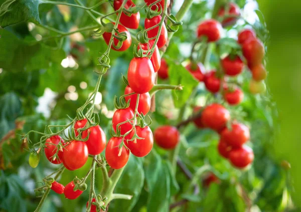 Planta Tomate Madura Creciendo Invernadero Manojo Fresco Los Tomates Rojos — Foto de Stock