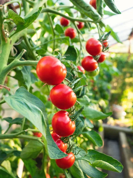 Mogna Tomatplantor Som Växer Växthus Färska Gäng Röda Naturliga Tomater — Stockfoto