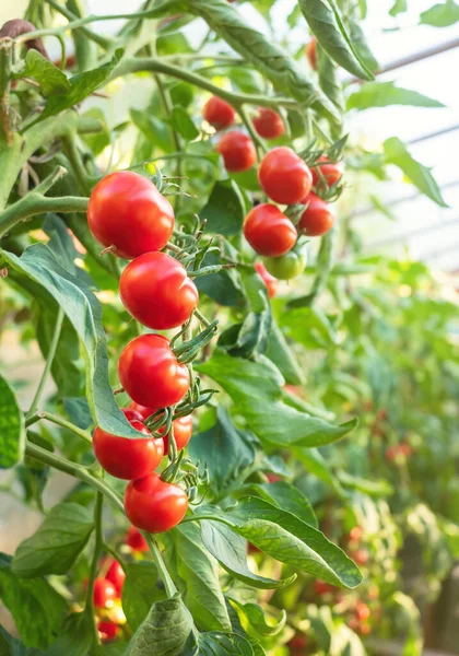 Planta Tomate Madura Creciendo Invernadero Manojo Fresco Los Tomates Rojos — Foto de Stock