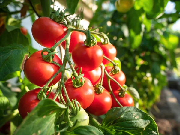 Reife Tomatenpflanze Wächst Gewächshaus Frischer Bund Roter Natürlicher Tomaten Auf — Stockfoto