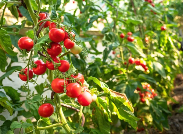 Mogna Tomatplantor Som Växer Växthus Färska Gäng Röda Naturliga Tomater — Stockfoto