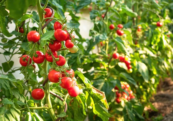在温室里种植成熟的西红柿 在有机蔬菜园的树枝上 有一束新鲜的红色天然西红柿 为您的广告文本消息提供混乱的背景和复制空间 — 图库照片