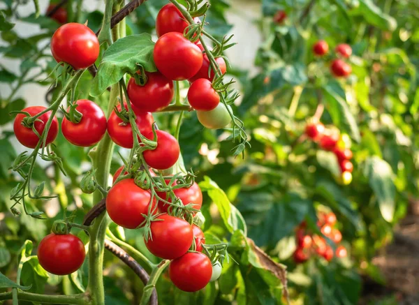 Mogna Tomatplantor Som Växer Växthus Färska Gäng Röda Naturliga Tomater — Stockfoto