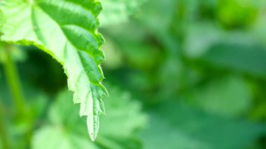 Close-up of Stinging Nettle - Urtica dioica - in 4K VIDEO. Detail of green nettle leaves background growing in the garden.
