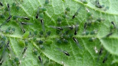 Closeup of Aphid colony ( Hemiptera: Aphididae ) on nettle leaf in 4K VIDEO. Macro footage of insect pests - plant lice, greenfly, blackfly or whitefly - sucking juice from plant. 