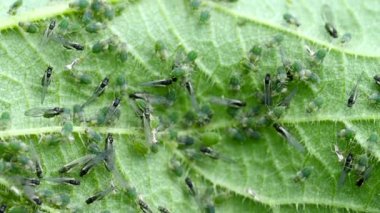 Closeup of Aphid colony ( Hemiptera: Aphididae ) on nettle leaf in 4K VIDEO. Macro footage of insect pests - plant lice, greenfly, blackfly or whitefly - sucking juice from plant. 