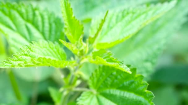Close Stinging Nettle Urtica Dioica Video Detail Green Nettle Leaves — Stockvideo