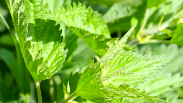Close Stinging Nettle Urtica Dioica Video Detail Green Nettle Leaves — Αρχείο Βίντεο