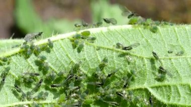 Closeup of Aphid colony ( Hemiptera: Aphididae ) on nettle leaf in 4K VIDEO. Macro footage of insect pests - plant lice, greenfly, blackfly or whitefly - sucking juice from plant. 
