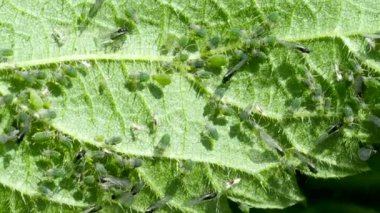 Closeup of Aphid colony ( Hemiptera: Aphididae ) on nettle leaf in 4K VIDEO. Macro footage of insect pests - plant lice, greenfly, blackfly or whitefly - sucking juice from plant. 