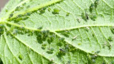 Closeup of Aphid colony ( Hemiptera: Aphididae ) on nettle leaf in 4K VIDEO. Macro footage of insect pests - plant lice, greenfly, blackfly or whitefly - sucking juice from plant. 